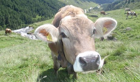 Krávy se moná díky dotacím z EU dokají i fyzioterapie