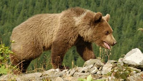 Mladý medvd váil podle odhadu myslivce 80 a 100 kilogram. Ilustraní snímek.