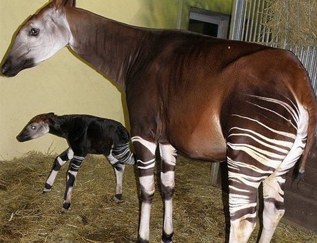 irafa okapi s mládtem