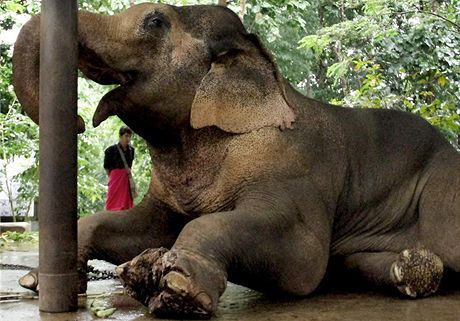 Slon Pa Hae Po s porannou levou tlapou v thajské slonní nemocnici