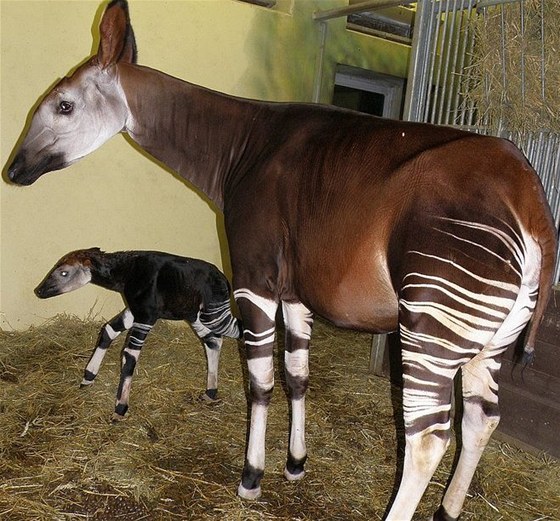 irafa okapi s mládtem