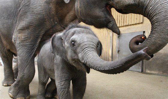 Hvzda ostravské zoo - sln Rashmi.