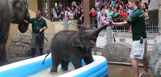 V ostravské zoo poktili sloní samiku Rashmi.