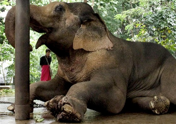 Slon Pa Hae Po s porannou levou tlapou v thajské slonní nemocnici