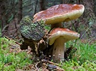 Tyto houby byly nalezeny pi cílené výprav s rodinou na Jindichohradecku
