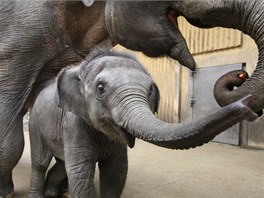 V ostravsk zoo poktili slon samiku Rashmi.