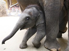 V ostravsk zoo poktili slon samiku Rashmi.
