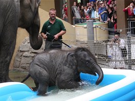 V ostravsk zoo poktili slon samiku Rashmi.