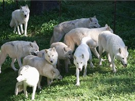 Hromadný kest nových mláat v olomoucké zoo.