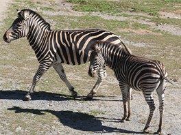 Hromadný kest nových mláat v olomoucké zoo.