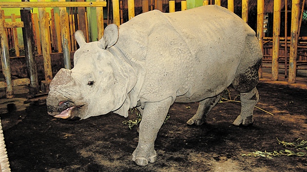 Samec nosoroce indického Baabuu je novým obyvatelem plzeské zoologické