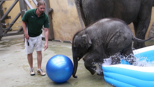 V ostravské zoo poktili sloní samiku Rashmi.