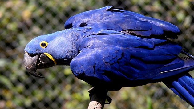 Zlínská zoo zaala chovat nejvtí papouky. Ara hyacintový má výraznou