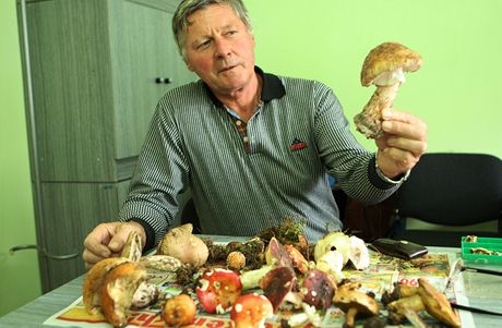 Plzeský mykolog Zdenk Hájek ukazuje jedlou muchomrku rovku.
