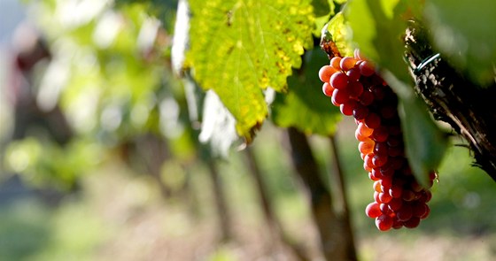 Gevrey-Chambertin leí v oblasti Burgundska Côte de Nuits, odkud jsou jedna z nejlepích a nejdraích ervených vín na svt.