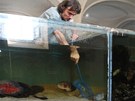 Oto Bernard lov tropick ryby ze zruen expozice akvri v baroknch