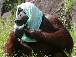 Chytrá orangutaní babika Gypsy má 58 let. ije v Zoo Tama v Tokiu a návtvníky baví hlavn svými hrátkami s vodou. Fotograf ji zachytil v letním parnu, kdy se potebovala zchladit. 