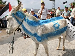 Palestinci z vesnice Kaddum namalovali izraelskou vlajku na hbet osla. (23.