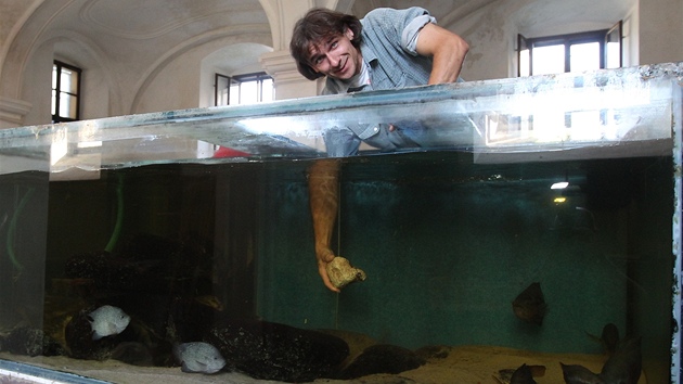 Oto Bernard loví tropické ryby ze zruené expozice akvárií v barokních