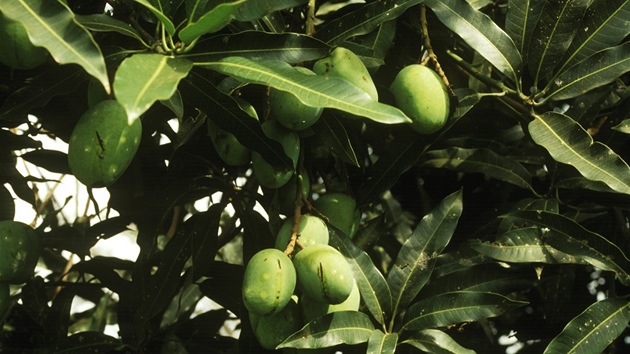 Mangovník indický (Mangifera indica)