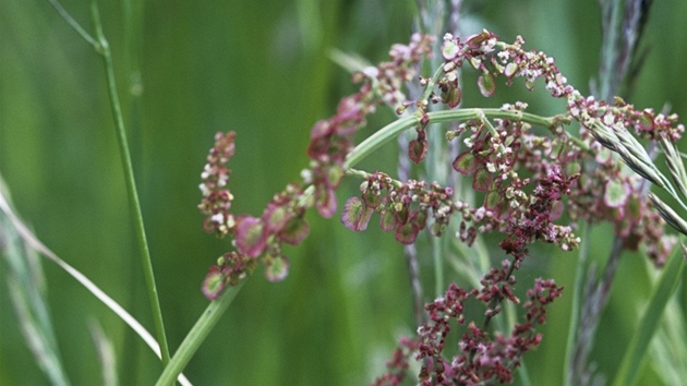 Kyselá luní (Acetosa pratensis)