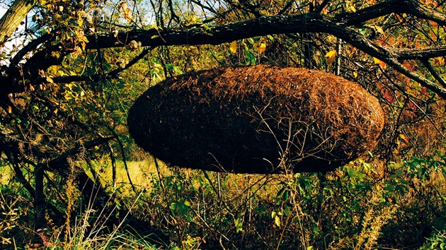 Obí svítidla se podle tvaru jmenují Kokony, autor je navrhuje z chvojí nebo z