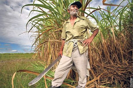 Kubánský seká cukrové ttiny Generoso. Ilustraní snímek