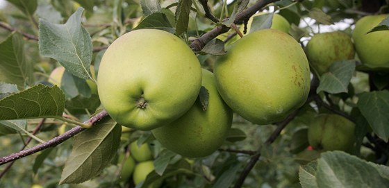 Letoní úroda ovoce v západoeských sadech je nejhorí za mnoho posledních let