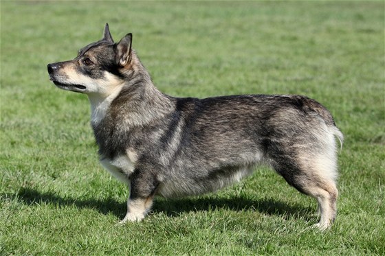 védský vallhund