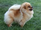 Pomeranian