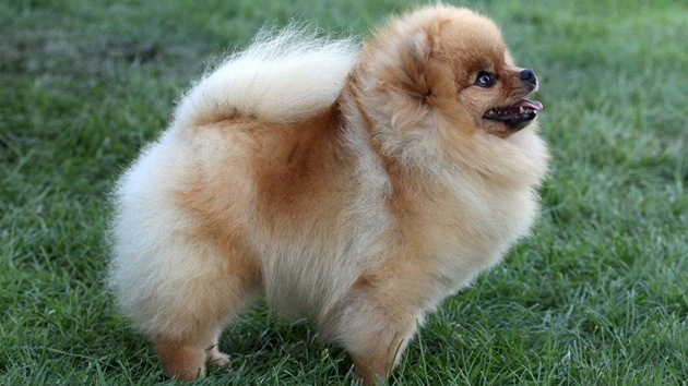 Pomeranian