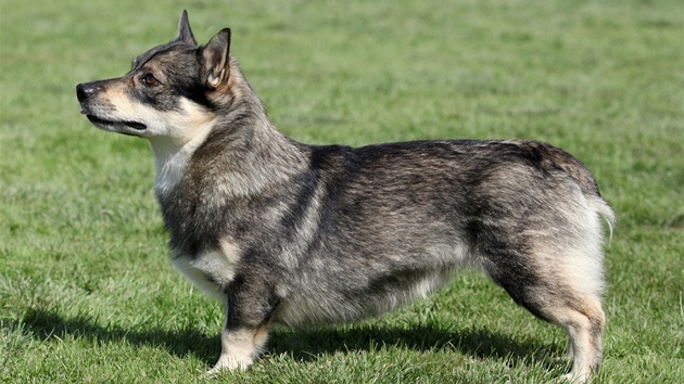 védský vallhund