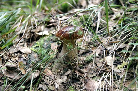 Do les na pomezí Karlovarska a Sokolovska pilákaly seniorku houby. (Ilustraní foto)