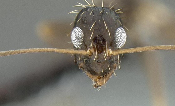 Chlupatí mravenci ohroují jih USA