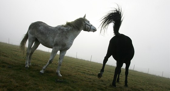 Chovatelka se bála, e ji veterinái o milovanou kobylu pipraví. Chtla ji mít pohbenou na zahrad. Ilustraní foto