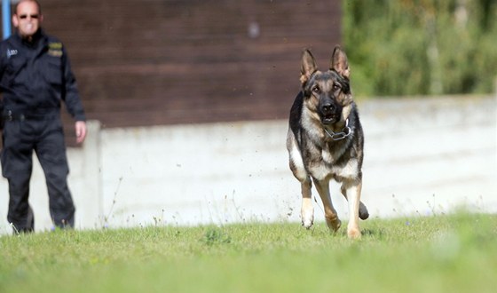 Výcvik policejních ps v Brn