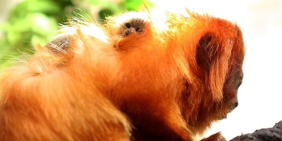 V jihlavské zoo je k vidní nejvtí kolekce jihoamerických drápkatých opiek v...