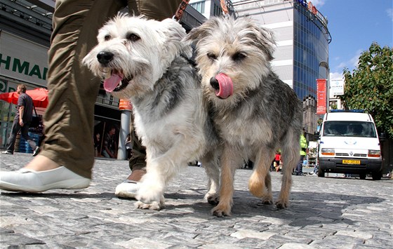 I psi si mohou procházky po Praze pkn uít.