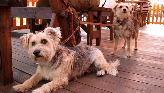 I posezení se psem v zahradní restauraci má svá pravidla. (Ilustraní foto)
