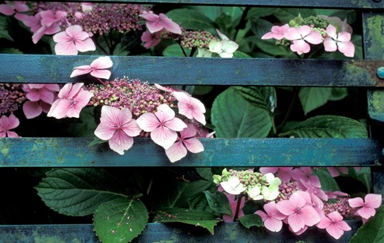 Pohledm z ulice me v sezón bránit i kvetoucí plot (Hydrangea). 