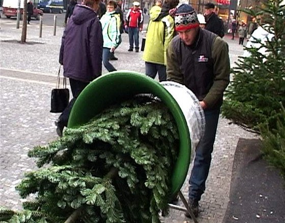 U prodejc vánoních stromek necháme letos o desetinu více. Ilustraní foto.