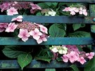 Pohledm z ulice me v sezn brnit i kvetouc plot (Hydrangea). 