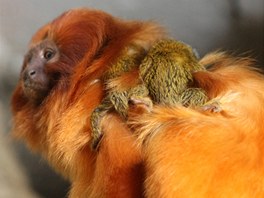 V jihlavsk zoo je k vidn nejvt kolekce jihoamerickch drpkatch opiek v...