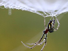 Pavouk odpoívá na své síti v nepálském mst Lalitpur (11. íjna 2011)