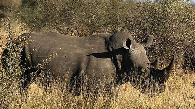 Nosoroec v Krugerov národním parku v JAR