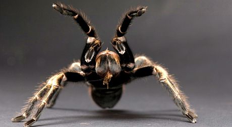 Aphonopelma je nenároný tvor. Velikost tla je 8 cm. Do terária mu dejte kru