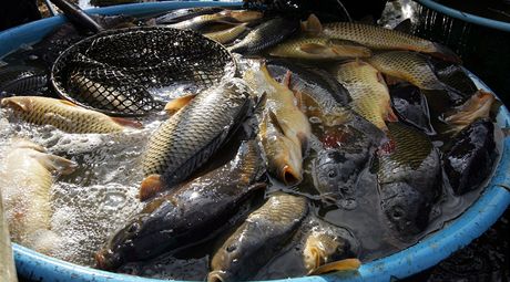 Ministerstvo zemdlství chce prodlouit podporu sladkovodních ryb v tuzemsku. Ilustaní snímek