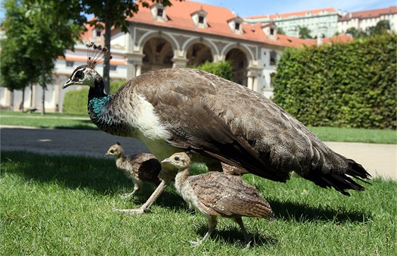 Zlodj ukradl chovateli páva. Ilustraní snímek