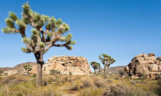 Národní park Joshua Tree, Joshua tree (Yucca brevifolia)