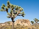 Nrodn park Joshua Tree, Joshua tree (Yucca brevifolia)